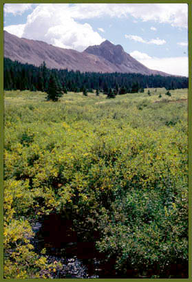 Chalk Creek Pass - Sawatch Range - Colorado